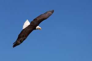 Weißkopfseeadler