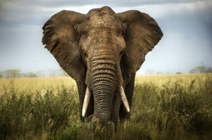Elefant