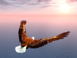 Seeadler
